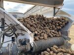 Columbia Basin potatoes move on a belt during harvest in 2021.