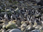 Penguins returning from a day of foraging on Hornos Island. Scientists think their guano provides nutrients for the world's southernmost trees.