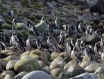 Penguins returning from a day of foraging on Hornos Island. Scientists think their guano provides nutrients for the world's southernmost trees.