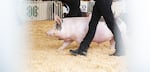 Erika Bergstrom shepherds her pig, Louie, in the show ring during the market hog competition at the Clackamas County Fair.