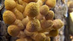 For only a few weeks in the fall, the fungus grows visible fruit. It's from these golden caps where the honey mushroom gets its name.