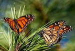 FILE - Monarch butterflies land on branches at Monarch Grove Sanctuary in Pacific Grove, Calif., on Nov. 10, 2021. The number of western monarch butterflies overwintering in California dropped 30% from the previous year likely due to a wet winter. Researchers with the Xerces Society, a nonprofit environmental organization, said Tuesday, Jan. 30, 2024, that volunteers who visited sites in California and Arizona around Thanksgiving tallied more than 230,000 butterflies, compared to 330,00 in 2022.