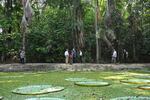 President Biden walks through a preserve on the edge of the Amazon rainforest in Manaus, Brazil, on Nov. 17, 2024.