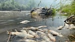 Tens of thousands of dead fish began surfacing in a 50-mile section of the Klamath River after a debris flow in August 2022 following the McKinney Fire.