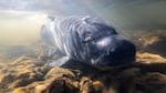 The Lost River sucker is one of two species of suckers that are endangered in the Klamath Basin.