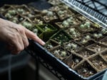 Tania Hernandez, Ph.D. points to baby saguaro cactus growing in her office at the Desert Botanical Garden in Phoenix, Arizona on Friday, June 28, 2024. Dr. Hernandez is a New World Succulents Cactus scientist and launched the Saguaro Cactus Census in 2020. Her projects aim to preserve biodiversity of Saguaros across the Sonoran Desert.
