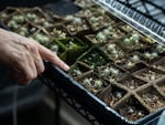 Tania Hernandez, Ph.D. points to baby saguaro cactus growing in her office at the Desert Botanical Garden in Phoenix, Arizona on Friday, June 28, 2024. Dr. Hernandez is a New World Succulents Cactus scientist and launched the Saguaro Cactus Census in 2020. Her projects aim to preserve biodiversity of Saguaros across the Sonoran Desert. 