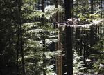 The Elliott State Forest contains old-growth forest that conservation groups say shouldn't be sold to private owners.