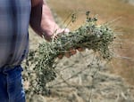 Oregon State Rep. Mark Owens holds a fistful of alfalfa on one of his hay-growing properties near Crane, Ore., on Aug. 27, 2021.