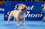 Three-year-old Winston was the best-in-show winner at the 2022 National Dog Show.
