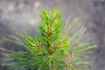 FILE - A ponderosa pine seedling in its second growing season in the Klamath National Forest, June 29, 2023.