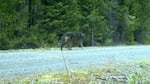 This remote camera photo shows a  wolf using the same area as OR7. This is the first evidence that OR7 has found another wolf -- possibly a mate -- in the Oregon Cascades. 