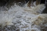 Fish in a spillway on a tributary of the Magdalena River. Velásquez heads a fishers association but spends much of her time working to denounce and prevent water pollution.