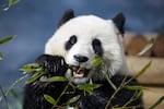 Panda Bao Li the panda eats bamboo at the National Zoo on Jan. 28, 2025. The zoo, as well as other Smithsonian facilities, will be closed beginning on Oct. 12 as the government shutdown continues.