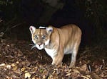The mountain lion known as P-22, photographed in November 2014 in the Griffith Park area near downtown Los Angeles, is undergoing health evaluations after being captured on Monday.
