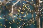 Spring buds on a tree, signs of spring, March 8, 2023, in Salem.