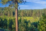 An alpine meadow that may have been used by the Cayuse tribes as a foaling place, where they brought their horses to give birth, in what is now Union County, Ore., in July 2025.