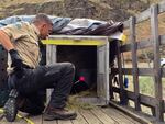 Rich Beausoleil tranquilizes Cinder the Bear so that they can tag and measure her.