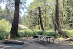 A bench under tall trees