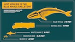 A provided graphic showing the scale of Oregon State University's blue whale skeleton. The whale washed ashore in 2015 and will be displayed in Newport, Ore.