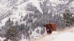 A lone cow stands near the edge of the Zumwalt Prairie.