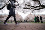 Students walk through blossoming cherry trees on the Quad at the University of Washington campus in Seattle, in 2019.