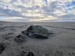 The Olive Ridley sea turtle that washed ashore on Sunset Beach in Clatsop County, Ore., was one of two sea turtles found on the Oregon Coast in the final days of 2024.