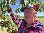 Robin French, 71, says this year cherries are plentiful, but not branch-breaking. But a few less Rainiers and Bings means even sweeter fruit.