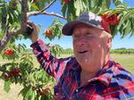 Robin French, 71, says this year cherries are plentiful, but not branch-breaking. But a few less Rainiers and Bings means even sweeter fruit.