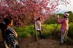 A woman smiles while having her photo taken next to cherry blossoms in Chiang Mai, Thailand, onJanuary 14, 2022. Every year, Thailand is the first country in the world to feature cherry blossoms in the northern part of the country. People from all over the country and abroad come to enjoy the beauty of nature, often camping for several days so as to wake up with sun and get the most out of their time with the blossoms. It is a wonderful example of nature drawing people away from every day life and the cities to enjoy something simple together.