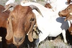 The Campbells hope to demonstrate that raising South African Boer goats can be a profitable and eco-friendly range option.