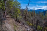 The federal Bureau of Land Management plans to auction off almost 500 acres of forestland on Thursday to log dead or dying trees in the Applegate Valley, shown here from the Sterling Mine Ditch Trail, on January 17, 2021.