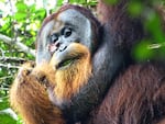 Rakus chewed leaves and applied them to a wound on his cheek, giving himself medical care. His injury healed without infection, leaving a barely noticeable scar.