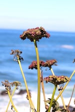 Native floral plant at Rocky Shores site in early September 2026.