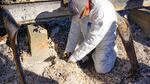 Mike Newland clears away debris around an excavated deposit of light-salmon-colored cremains. He will collect the ash in plastic bags and reunit them with the owner who lost her home in the Almeda Fire.