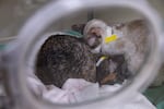 Two sick cats, Sekhmet and Hattie, cuddling in DoveLewis oxygen chamber. Hattie had to be euthanized because of the severity of her symptoms. Portland, Feb., 2025.