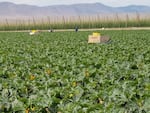 Daily picking for the zucchini squash harvest by Hispanic farmworkers on the Inaba family farm near Wapato, Wash.