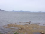 An IBIS explores what habitat remains on the Klamath Basin’s wildlife refuges during a drought year that is exacerbating water resources challenges in this arid region.