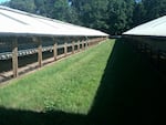 A mink farm. Oregon has 11 active mink farms, making it the fourth-largest pelt-producing state in the country. 