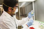 Washington State University graduate student Renan Stefanini Lopes extracts some fluid containing a sample of a culture of bacteria derived from a kangaroo's gut. WSU scientists have demonstrated that the bacteria can replace methane-producing microbes found inside a cow's stomach.