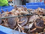 Dungeness crab being unloaded at the Quinault Indian Nation docks in Westport, Washington. Almost a quarter of the tribe is employed in the fishing industry.