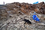 A dog with an injured leg on the mountain road as rescue teams and civil protection members search the rubble for bodies of victims that perished in the devastating earthquake in Imi N'Tala, Morocco, on Sept. 13.