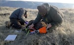 Wildlife biologists and staff test a bighorn sheep for illnesses among the John Day River herd outside The Dalles, Ore., in January 2025.