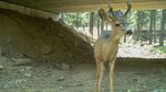 A mule deer uses a wildlife crossing below Highway 97 in Oregon, the same major north-south route in north-central Washington's Okanogan County looking at similar measures.