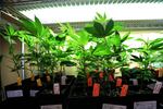 Cannabis plants grow under lights in Ashland, Oregon.