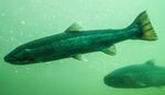 A school of salmon swim through the Bonneville Dam fish ladders.