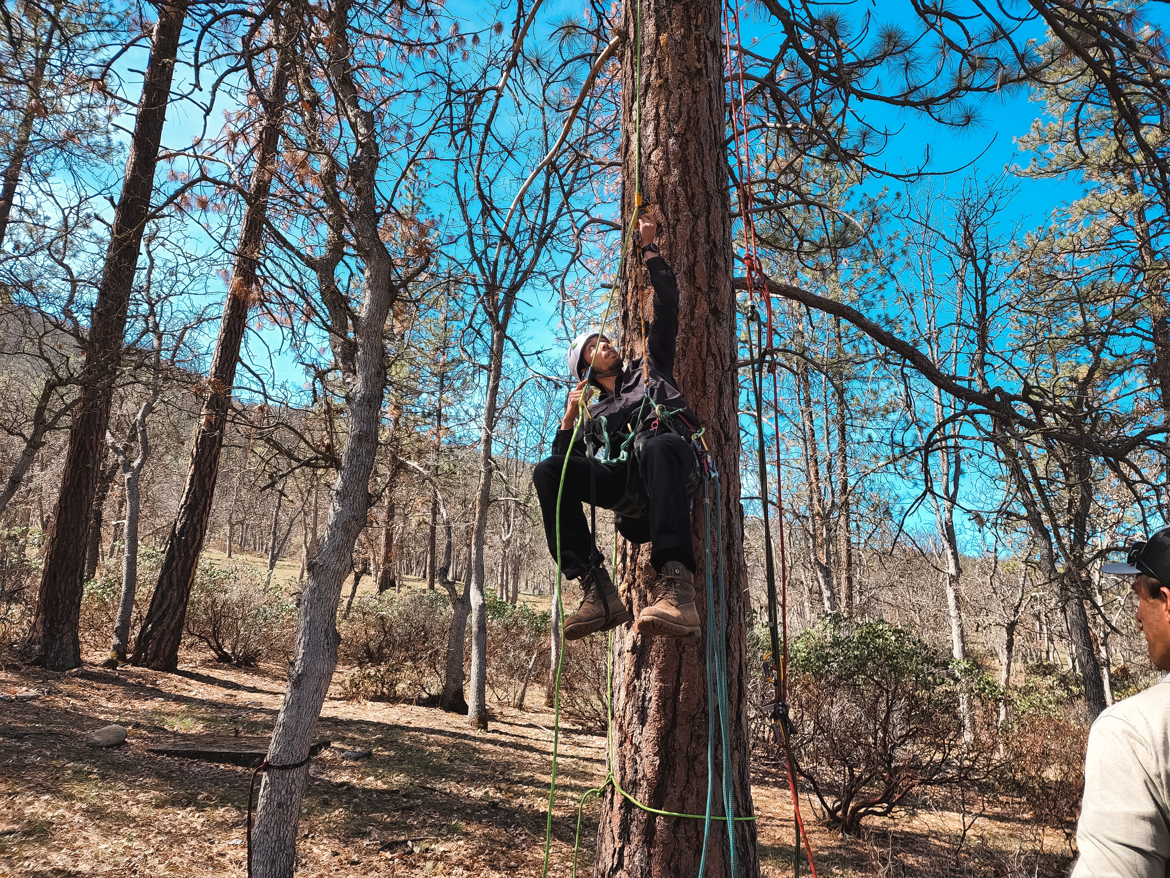 Undated photo of a Mast Reforestation employee demonstrating tree climbing for cone collection at an unspecified location.