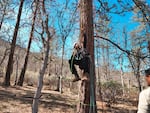 Undated photo of a Mast Reforestation employee demonstrating tree climbing for cone collection at an unspecified location.