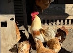 FiLE - Chickens stand in a holding pen at a farm in Petaluma, Calif. on Thursday, Jan. 11, 2024.