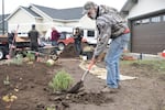 Homeowner Fred Skaff works alongside volunteers, including his wife Korina and daughter Bamba. to install their new native plants.